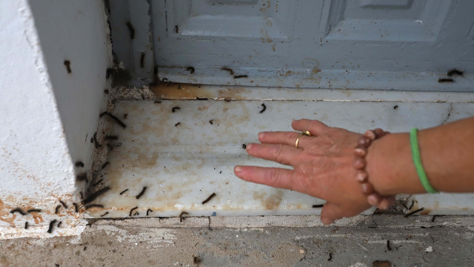 Brote de lagarta peluda en Pelayo