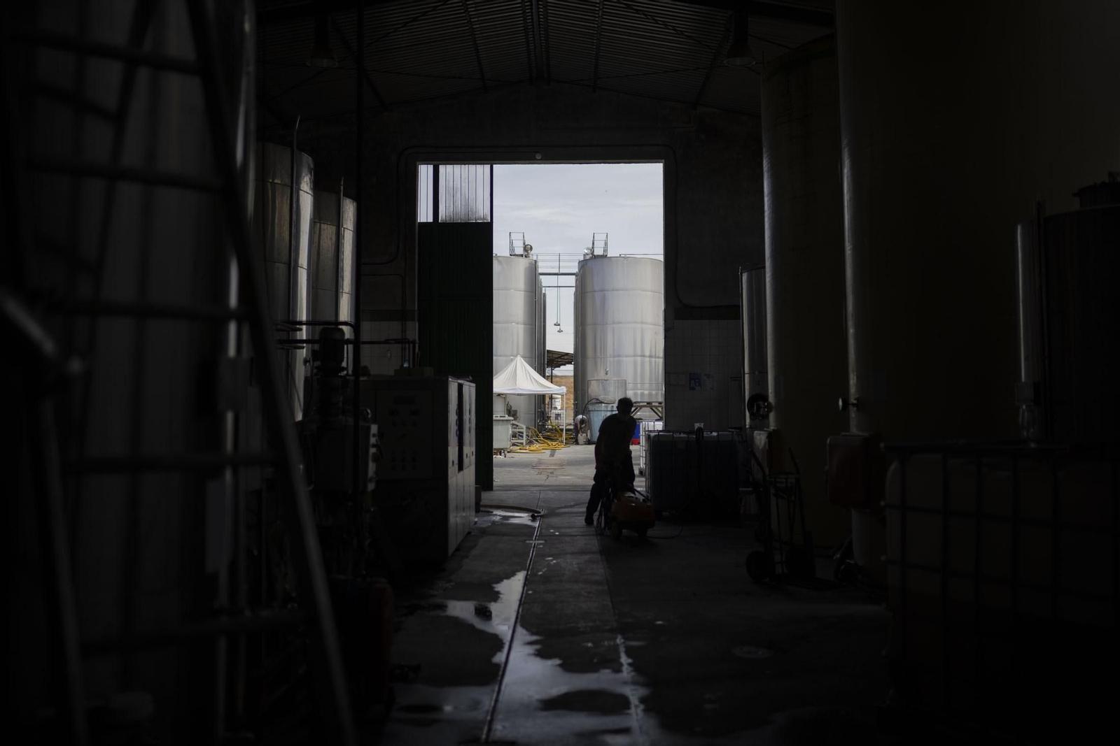 Imágenes de la vendimia en el Condado de Huelva