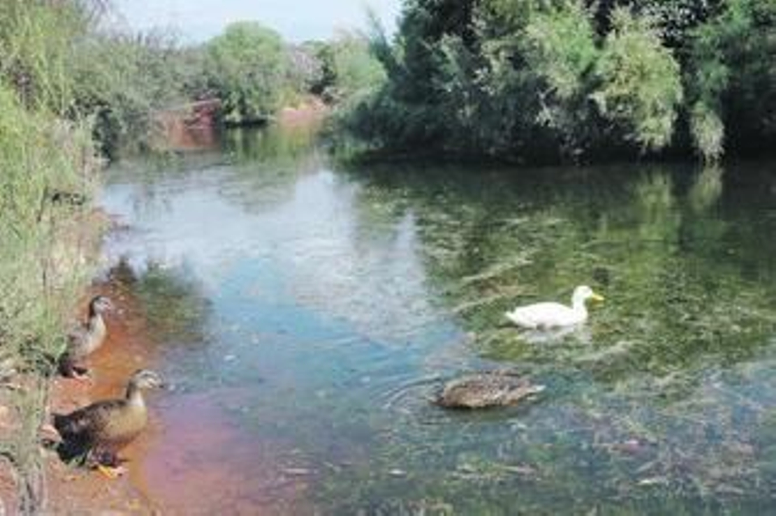 El Boticario se ha convertido en hogar para numerosas especies animales.