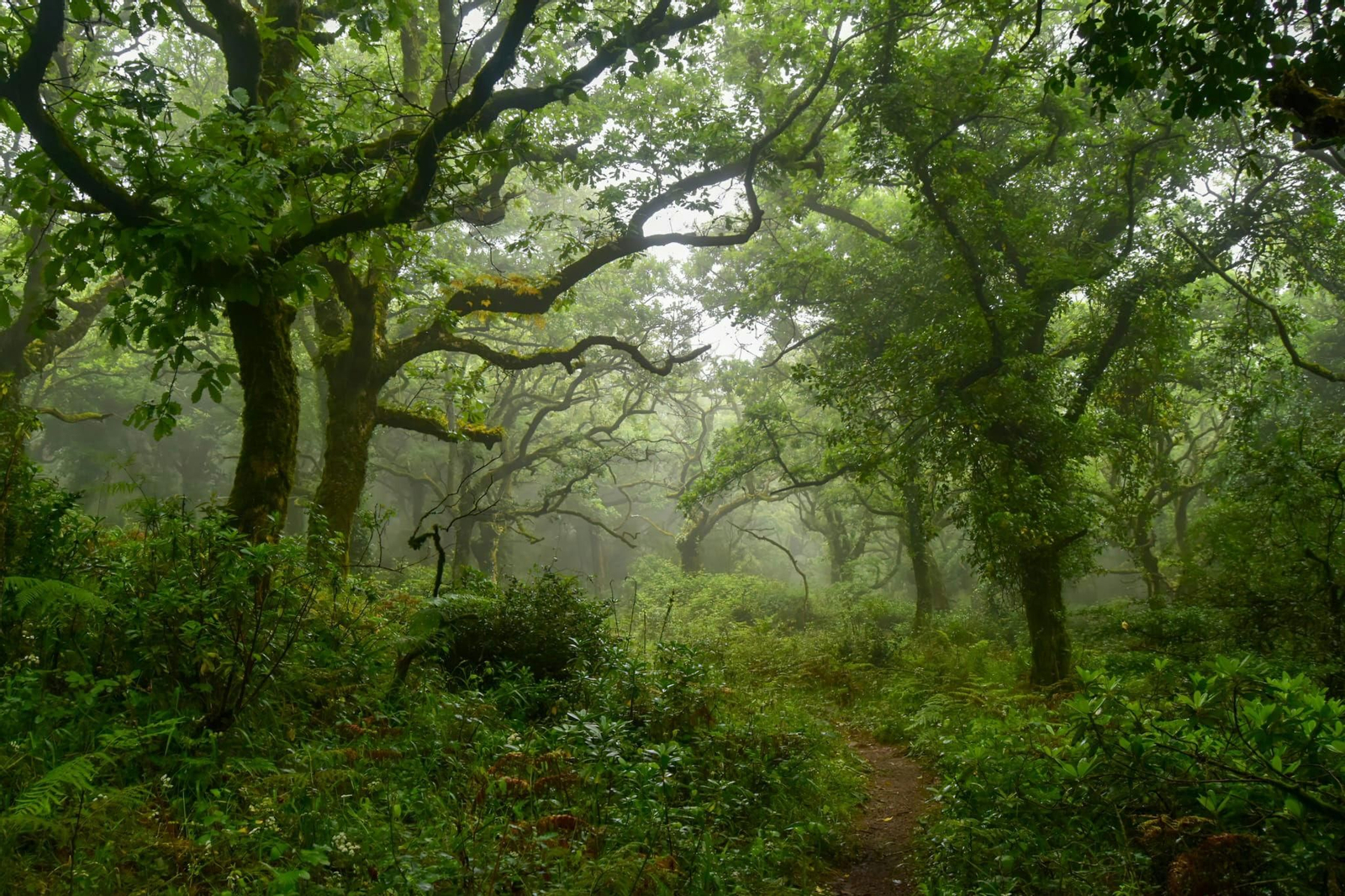 Fotos de la flora y fauna del Parque Natural de Los Alcornocales