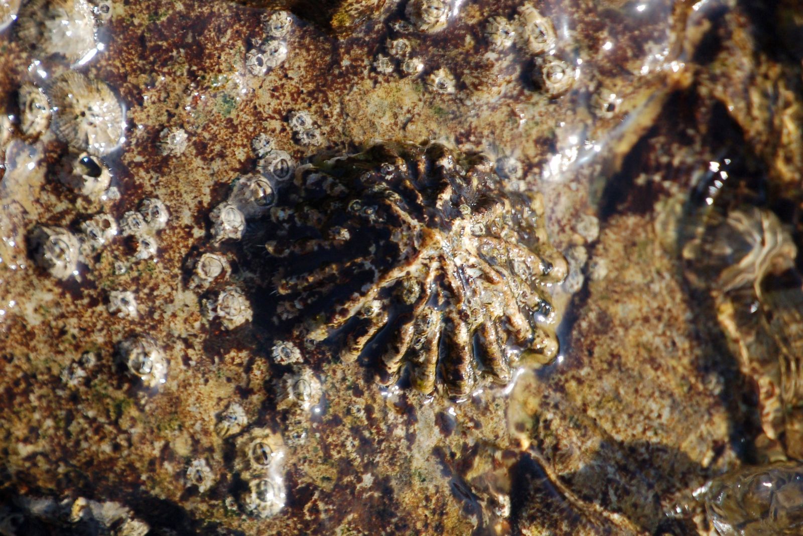 Una 'Patella ferruginea'