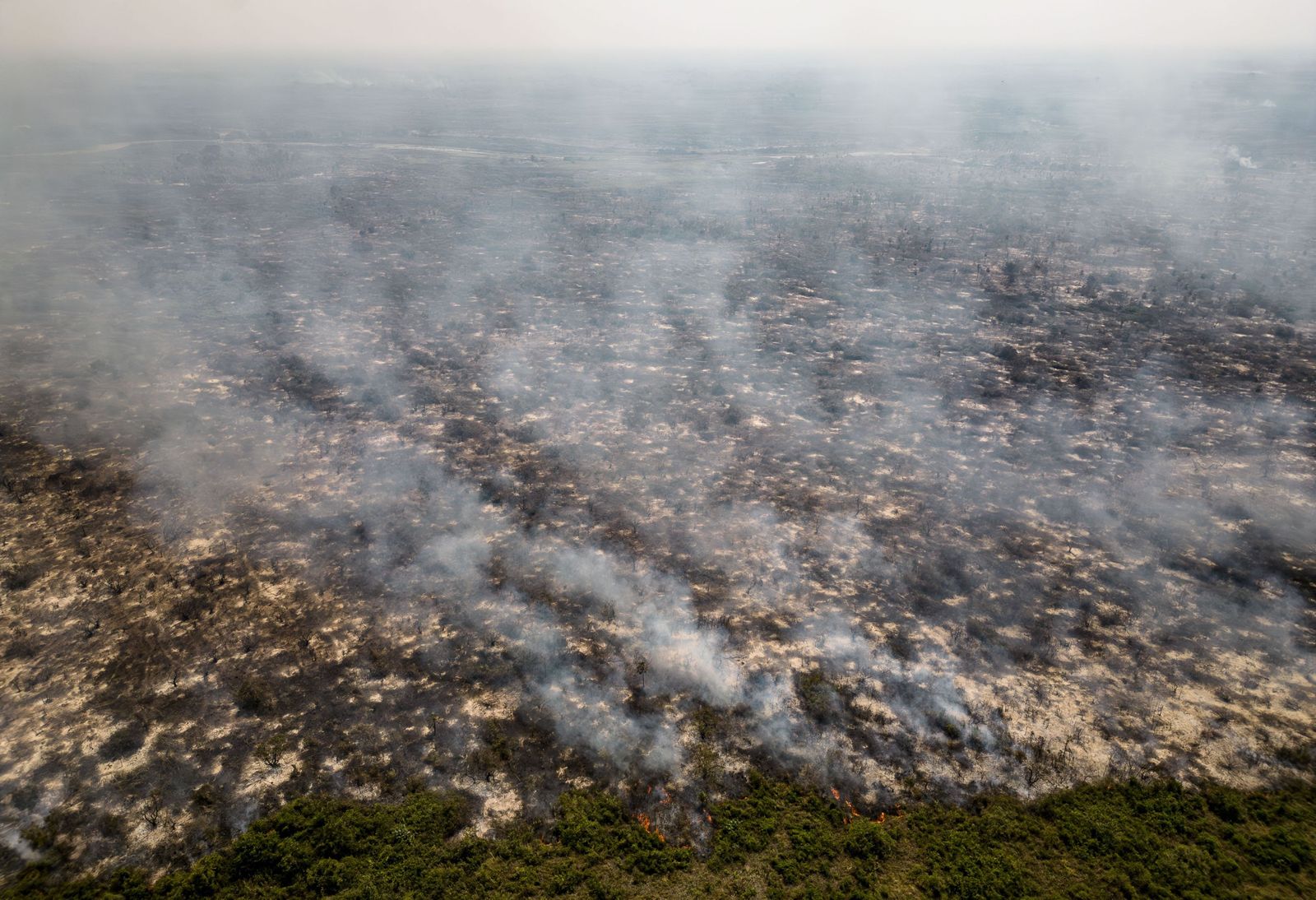 Las llamas convierten en una tumba al aire libre El Pantanal en Brasil