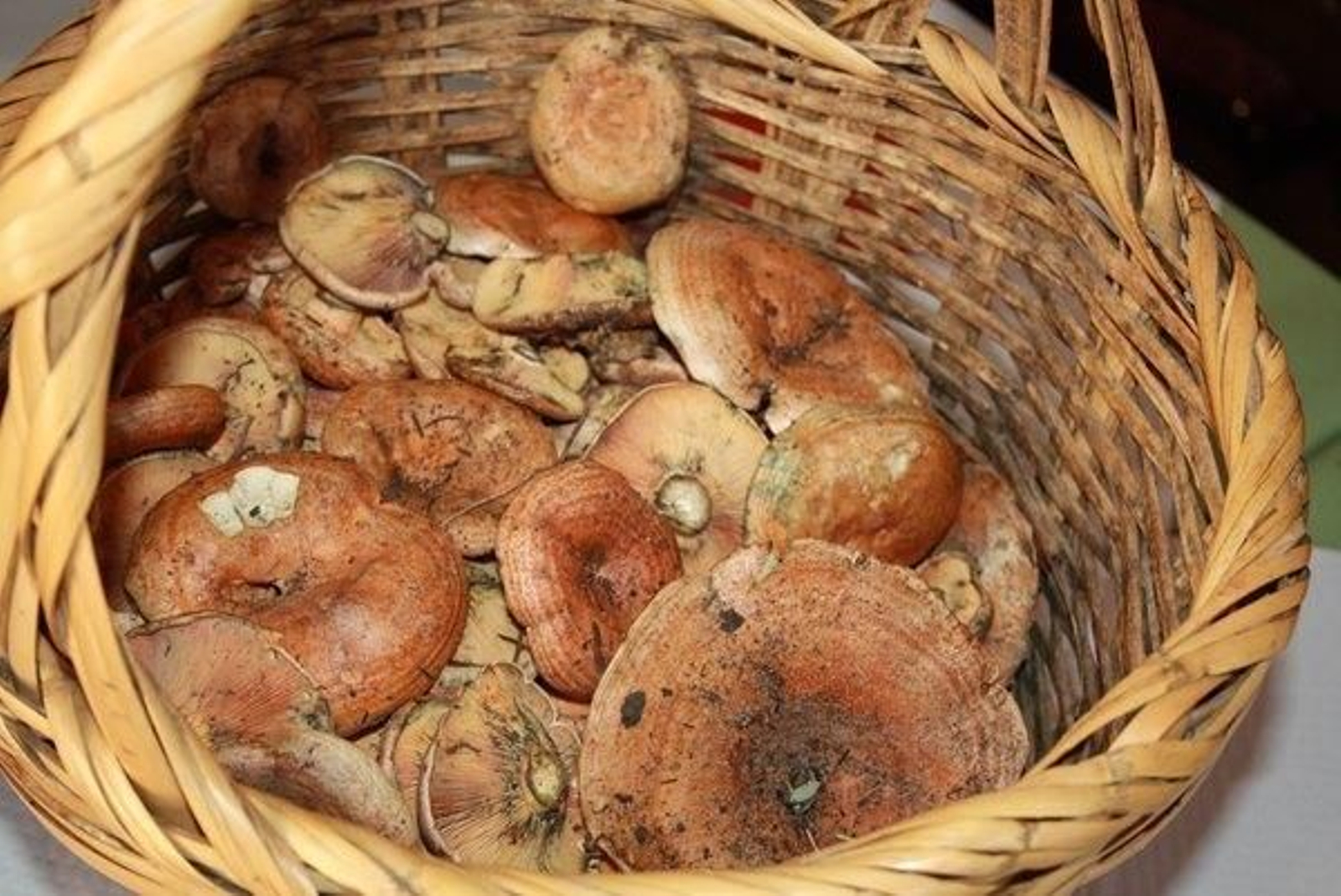 Níscalos: Lactarius deliciosus