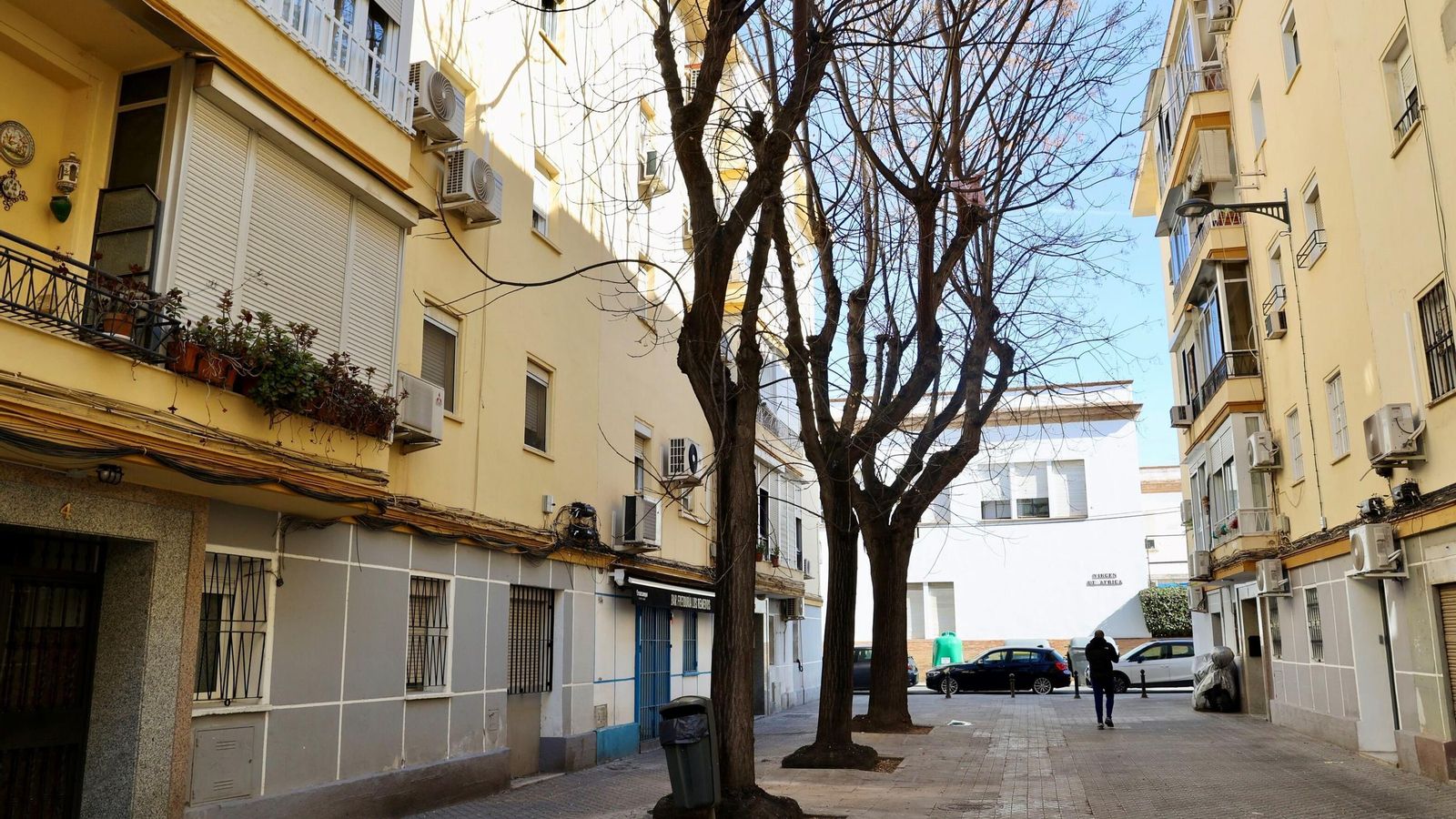 Los tres árboles afectados de la calle Virgen de Todos los Santos