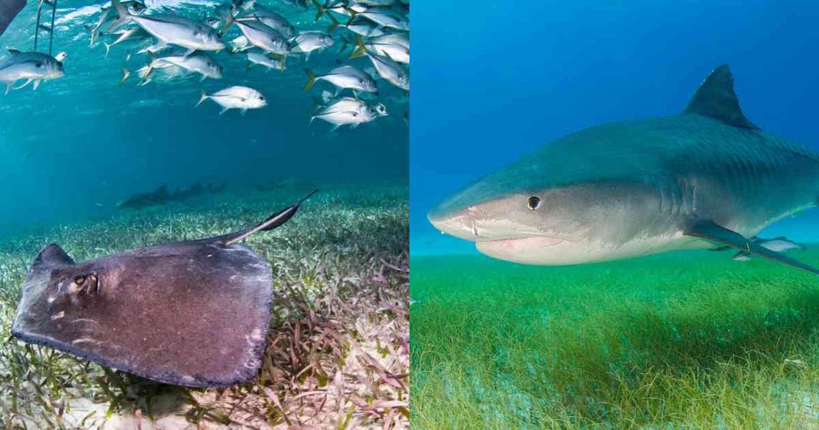 Más de un tercio de los tiburones y rayas están al borde de la extinción por la sobrepesca