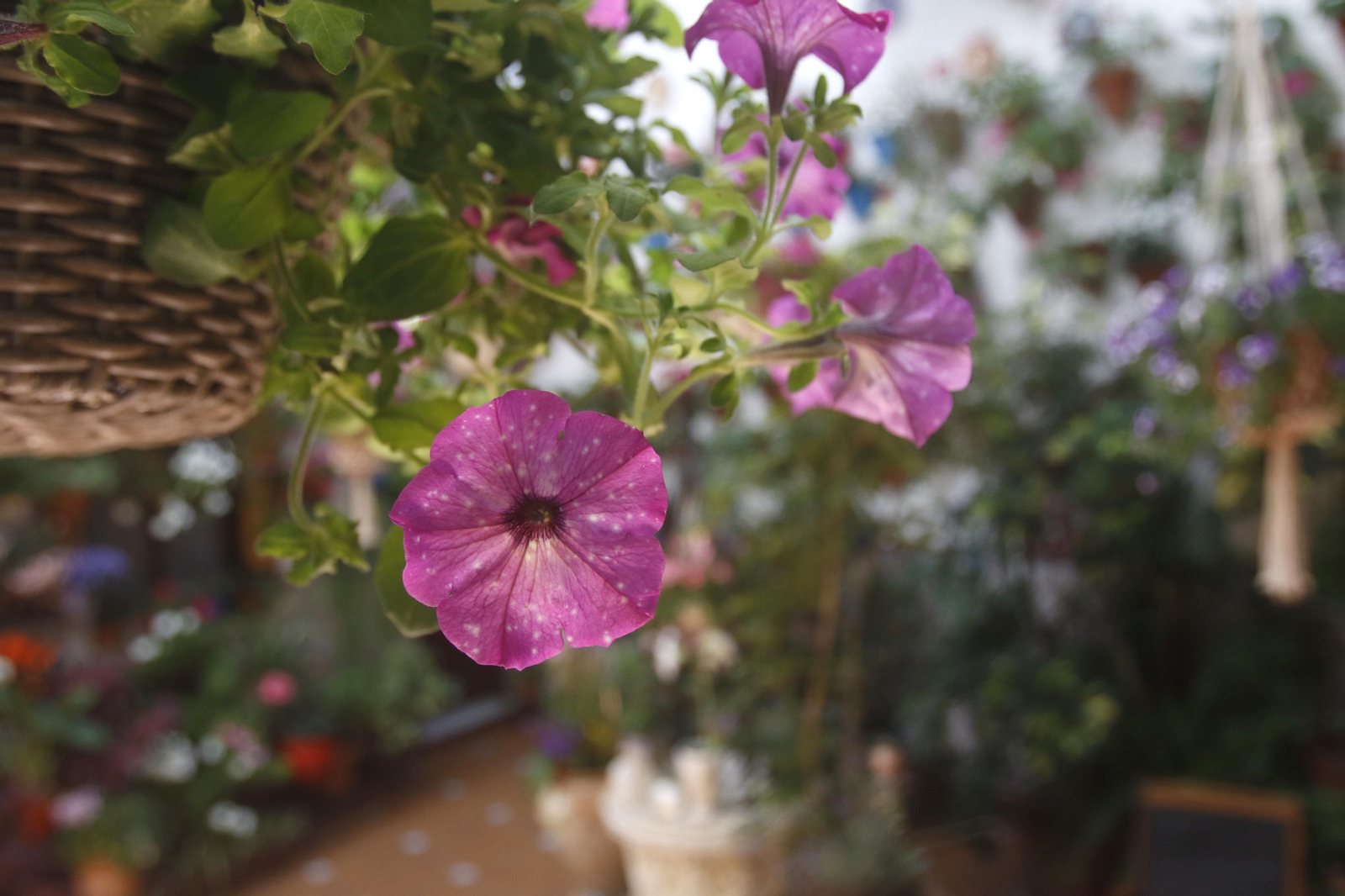 Ruta San Lorenzo de los Patios de Córdoba, en imágenes