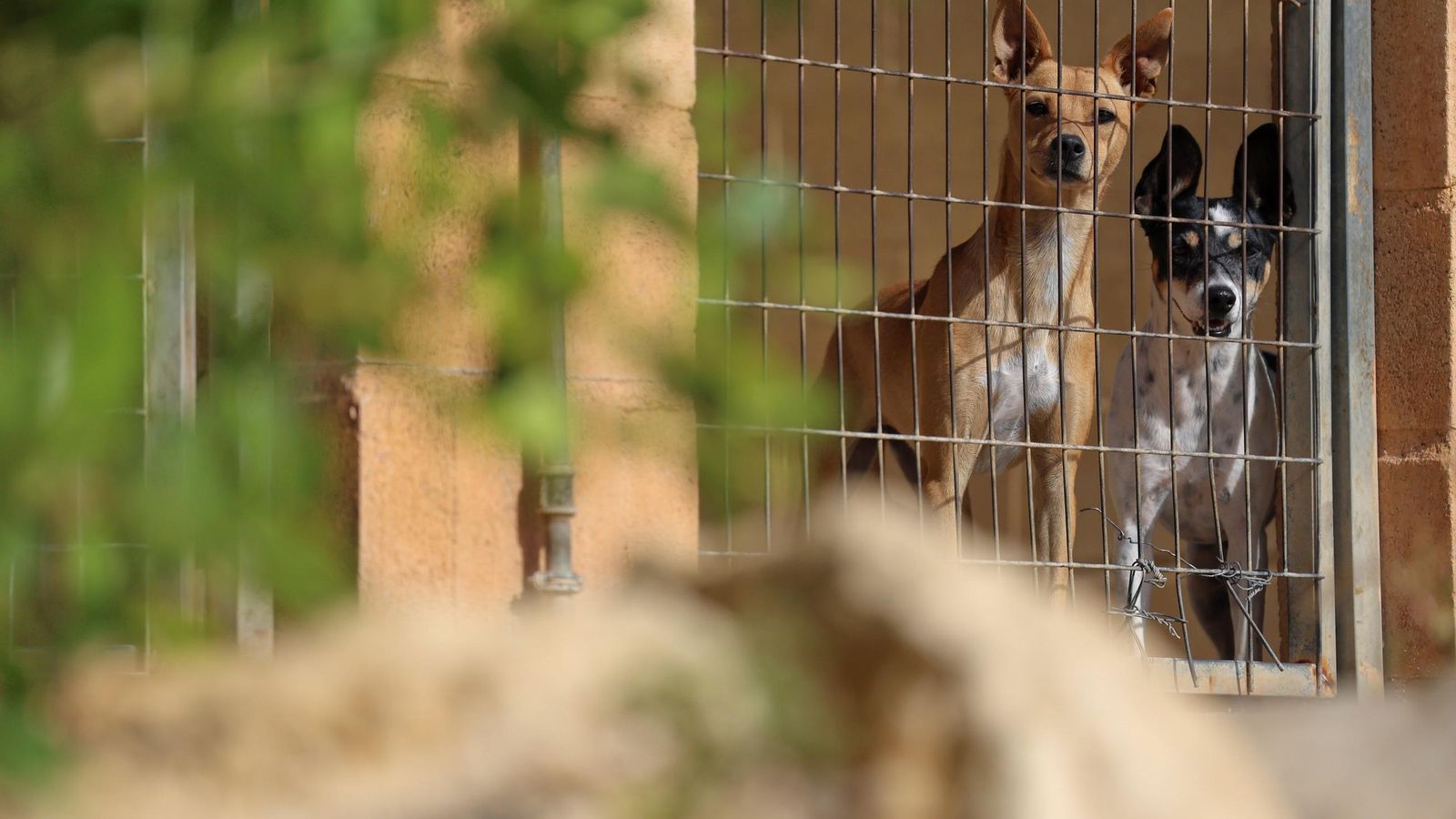 Los perros que buscan familia en la protectora de Animales de Málaga