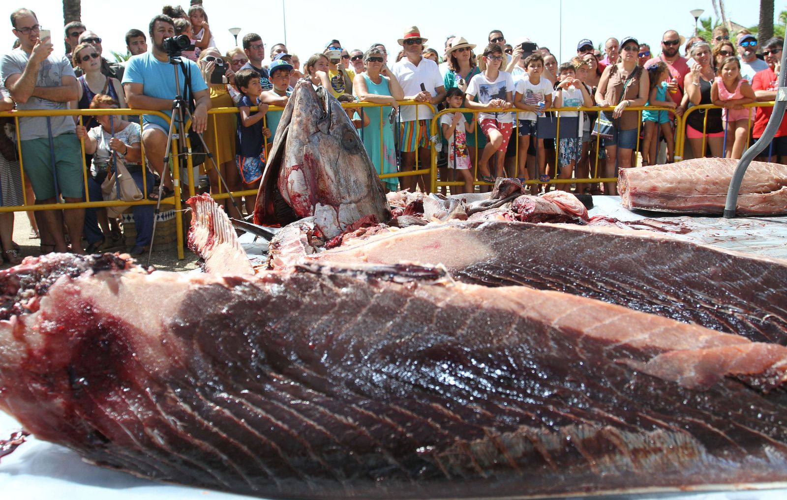 Ronqueo de atún rojo en Isla Cristina.