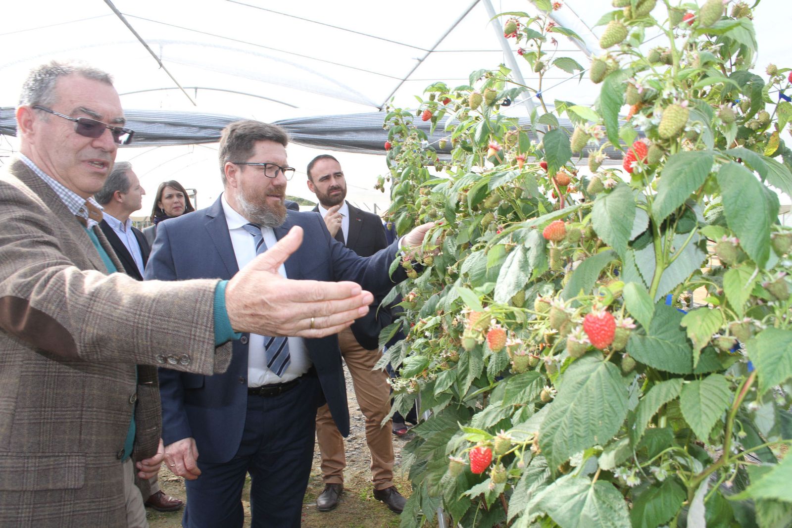 El consejero recibe explicaciones del director de I+D de Planasa sobre nuevas variedades de frambuesa.
