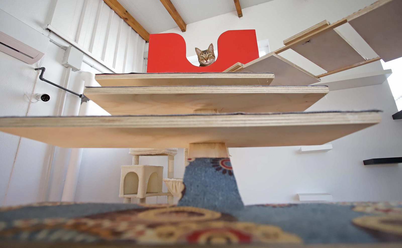 Fotos de Kitty Cat, la cafetería - refugio de gatos en La Línea