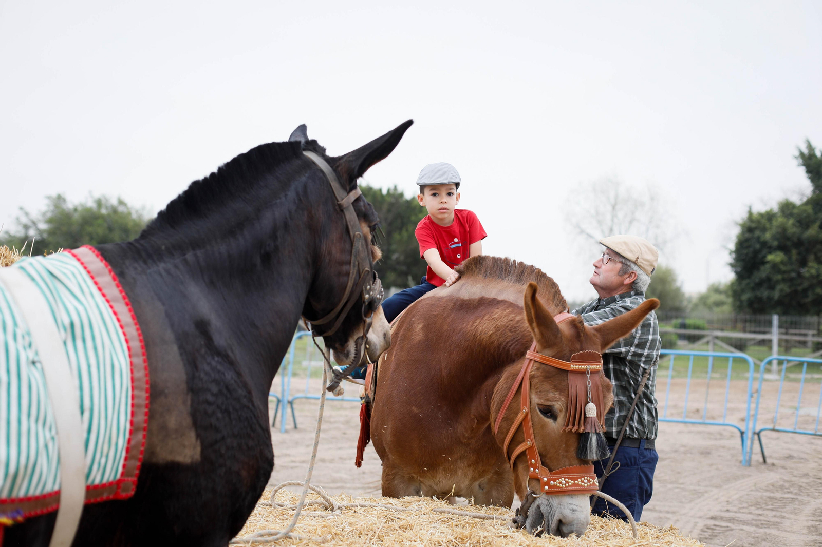 Galería de la Feria  de ganado en Tarambana