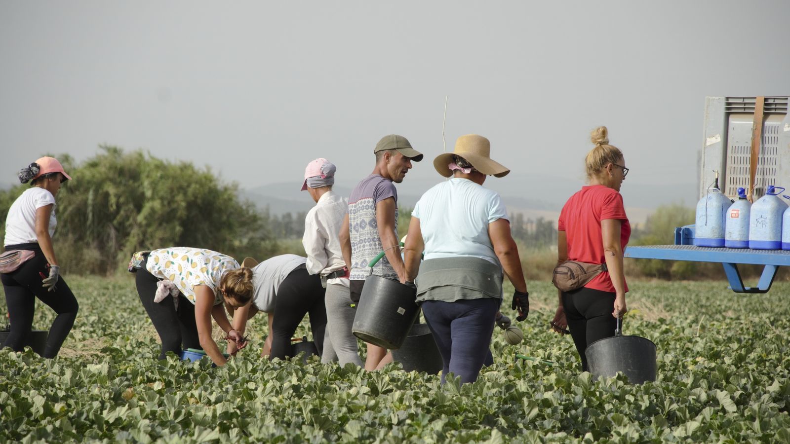 Una cuadrilla de trabajadores recolectando melones para su exportación.