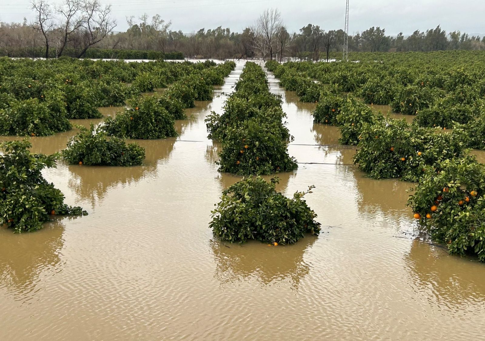 Naranjos en Lora del Río cubiertos por el río