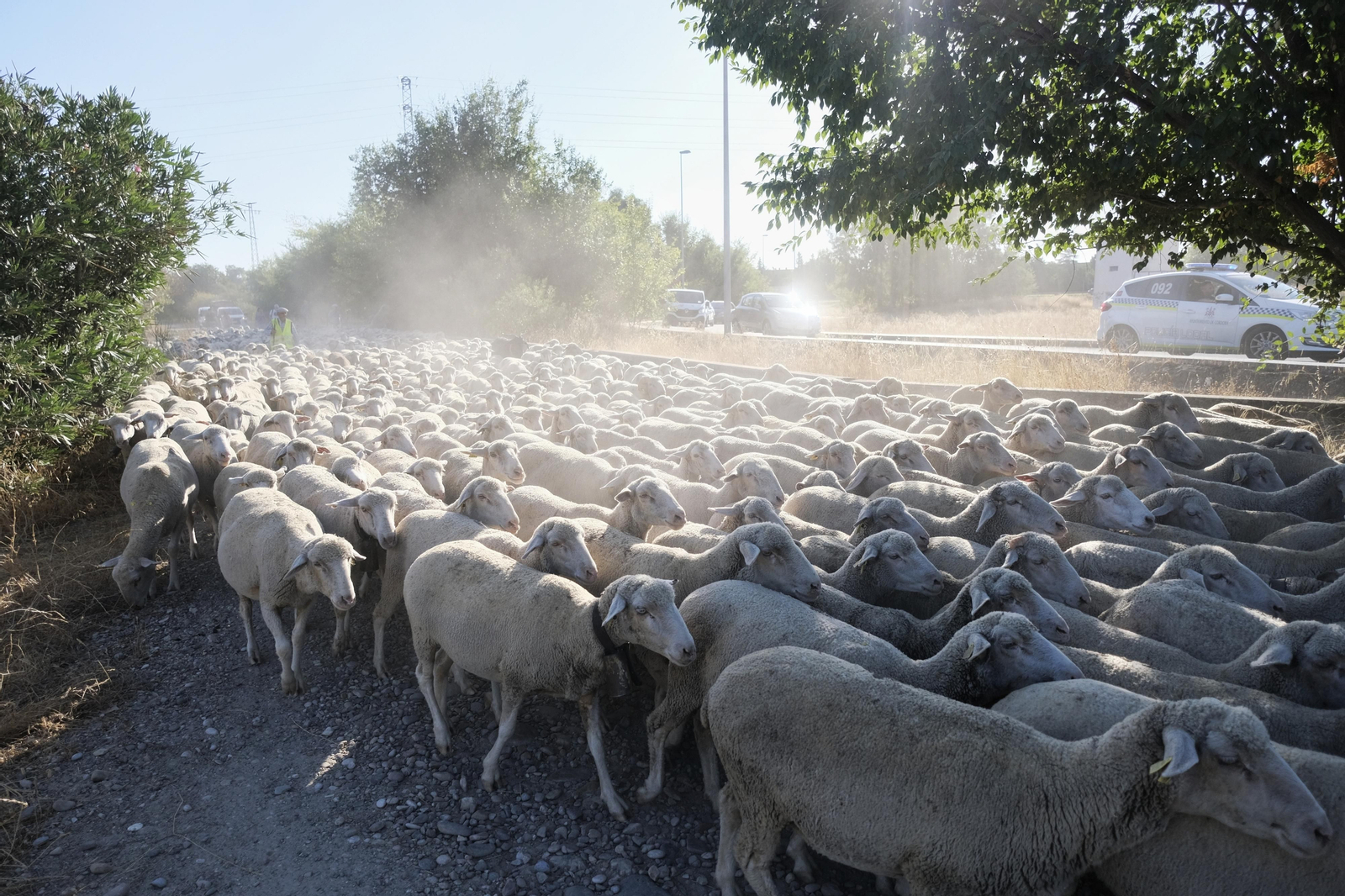 Un paseo trashumante por Córdoba, en imágenes Un paseo trashumante por Córdoba, en imágenes