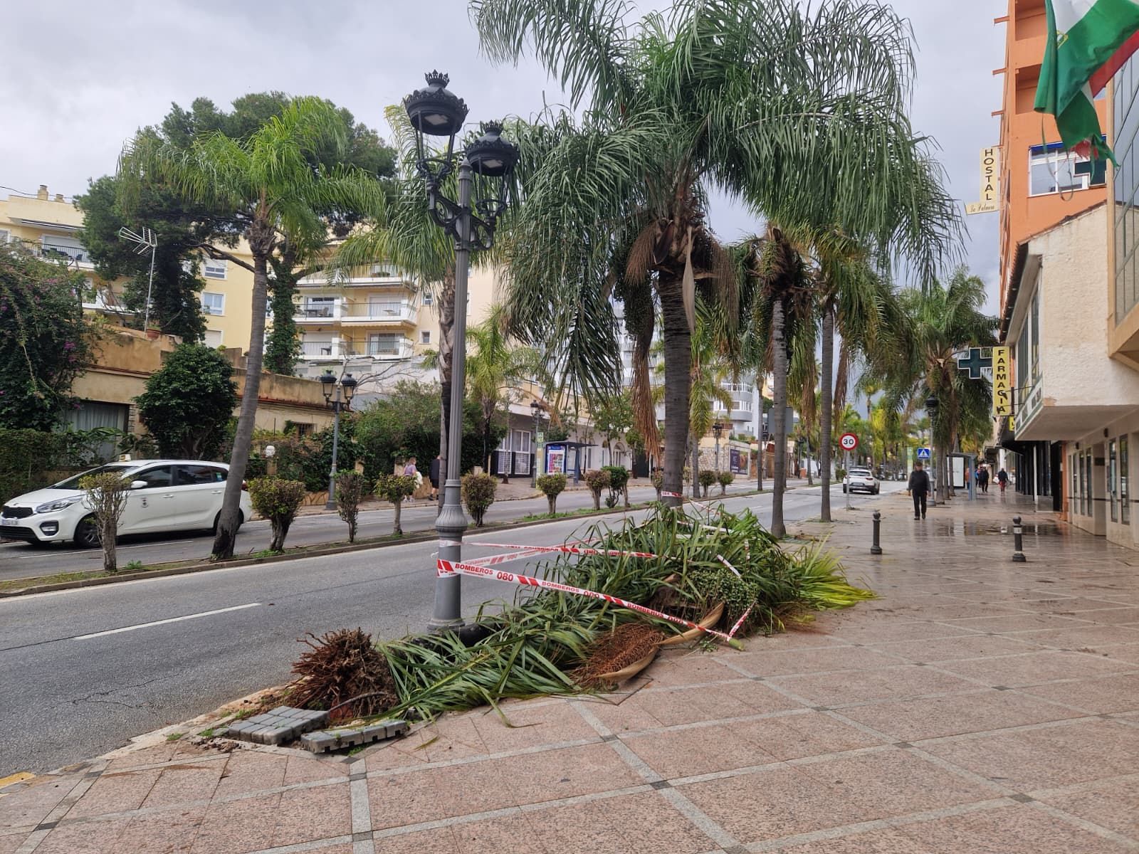 Palmera caida en Torremolinos que ha ocasionado el incidente