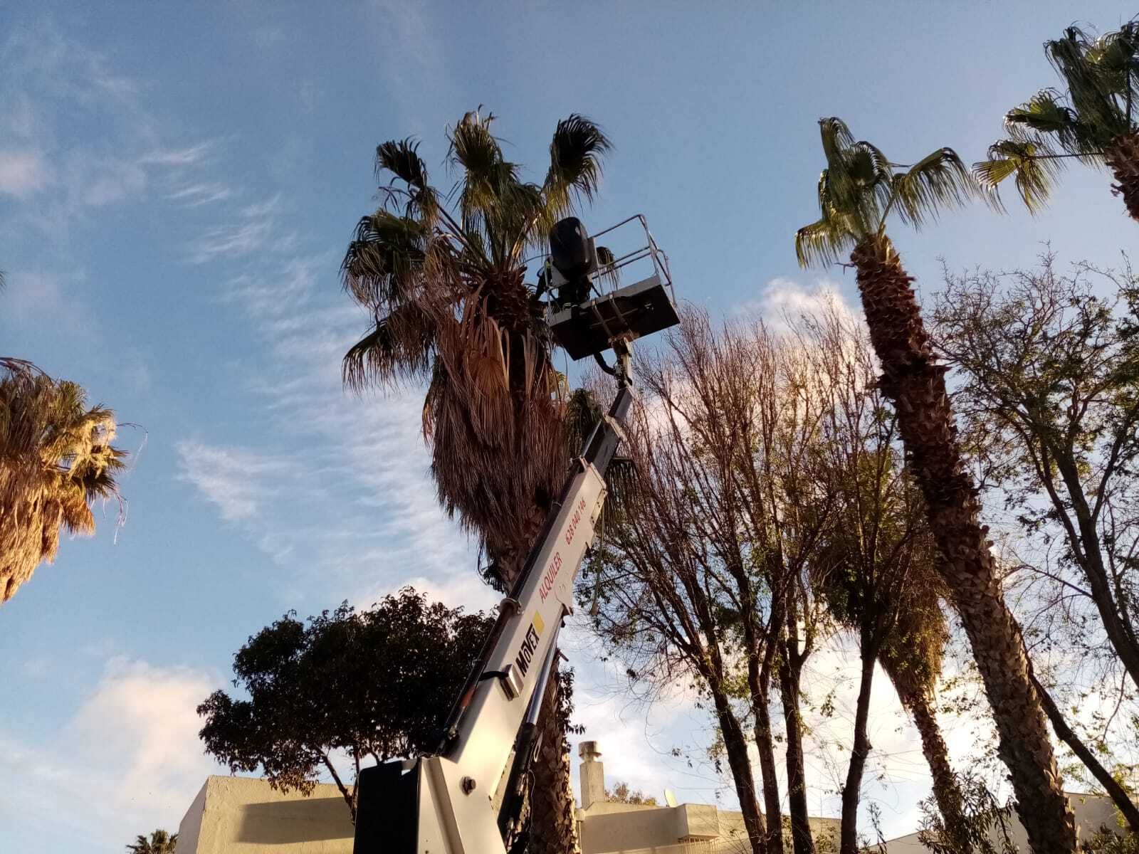 Poda de palmeras en el Río San Pedro