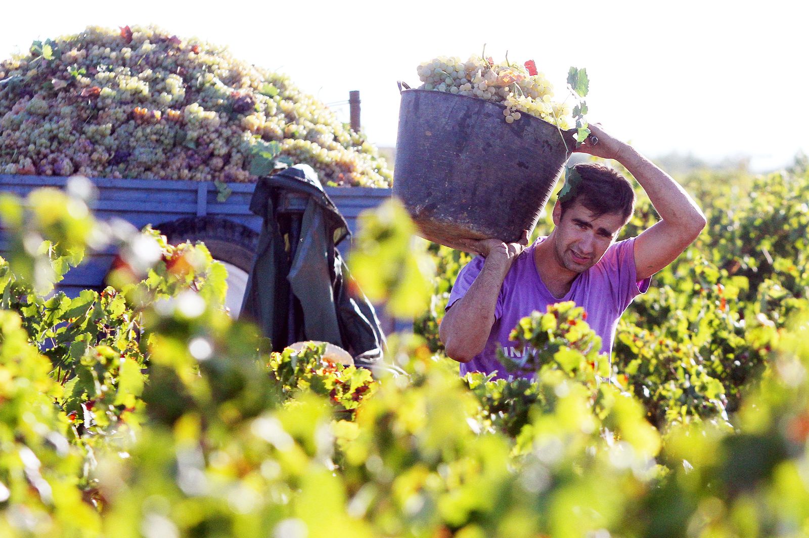 Imágenes de la vendimia en el Condado de Huelva.
