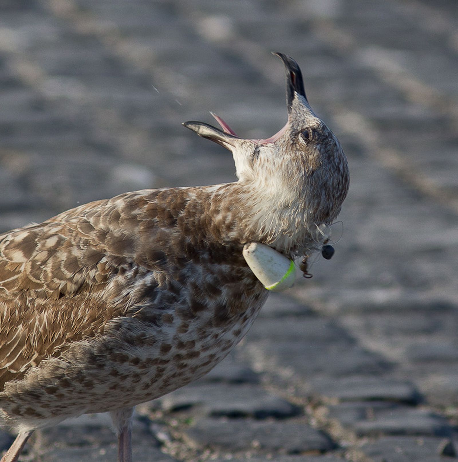 Los daños de la pesca recreativa irresponsable en las aves marinas, en fotos