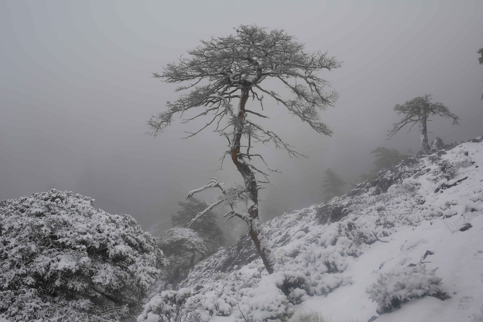 Manto blanco sobre la Sierra de las Nieves