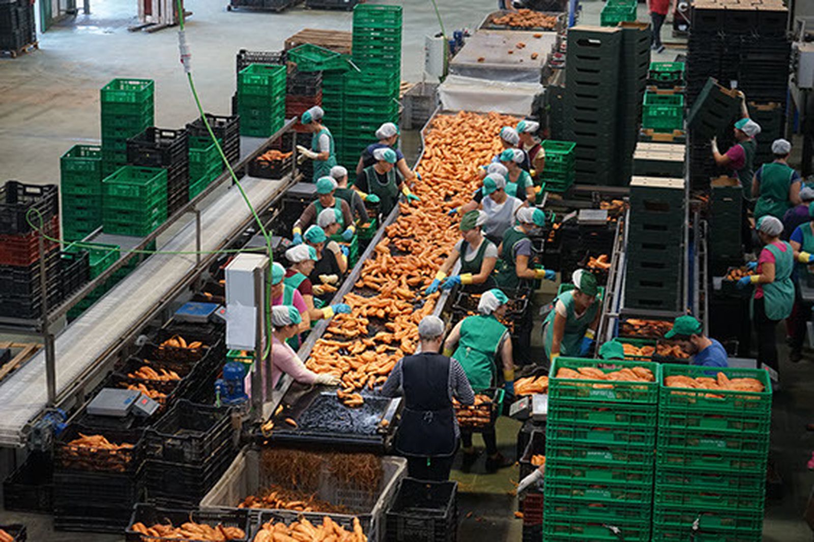 Una jornada de trabajo en la cooperativa hortofrutícola Frusana.