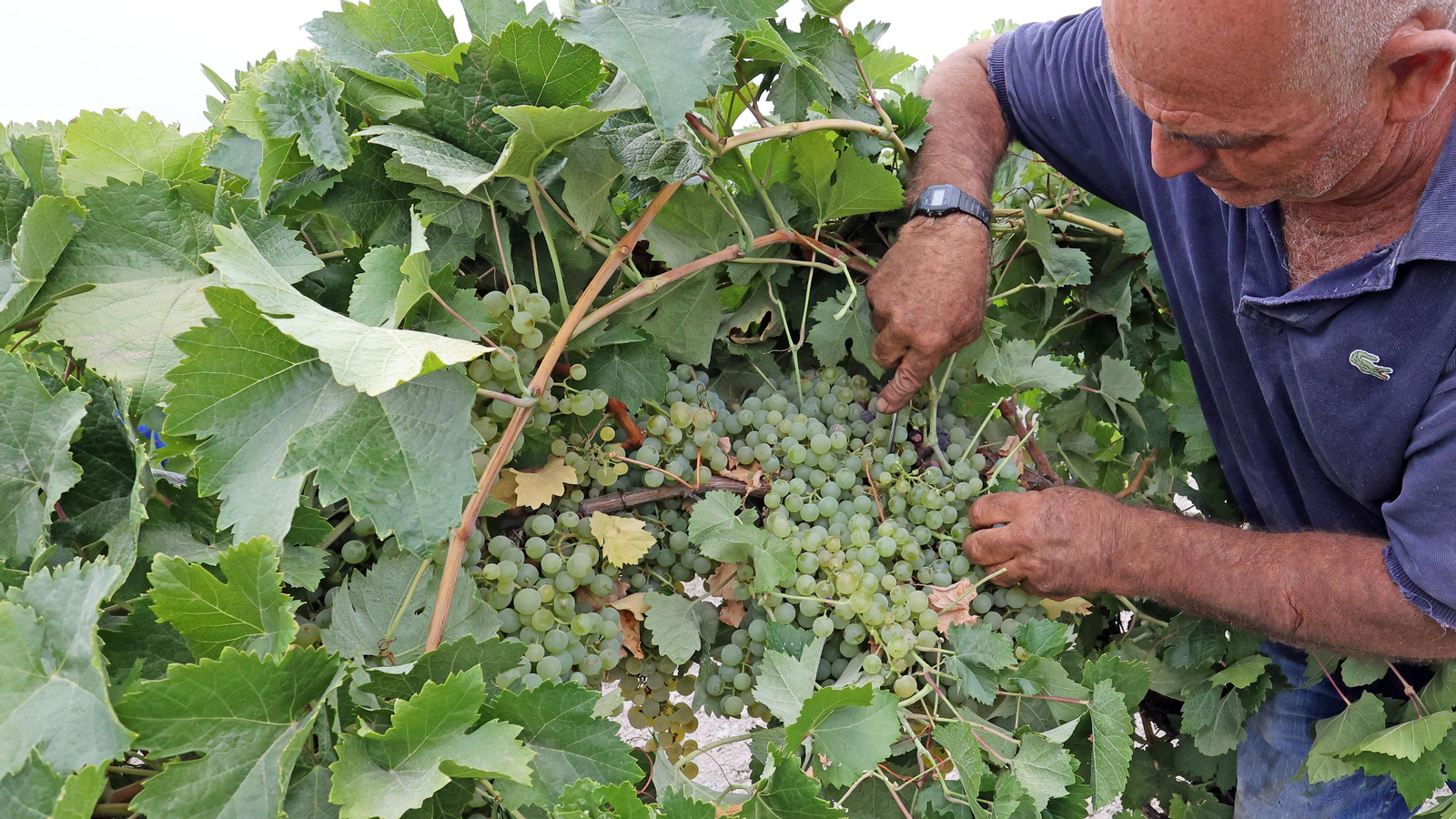Vendimia a mano en Viña el Candelero en Jerez