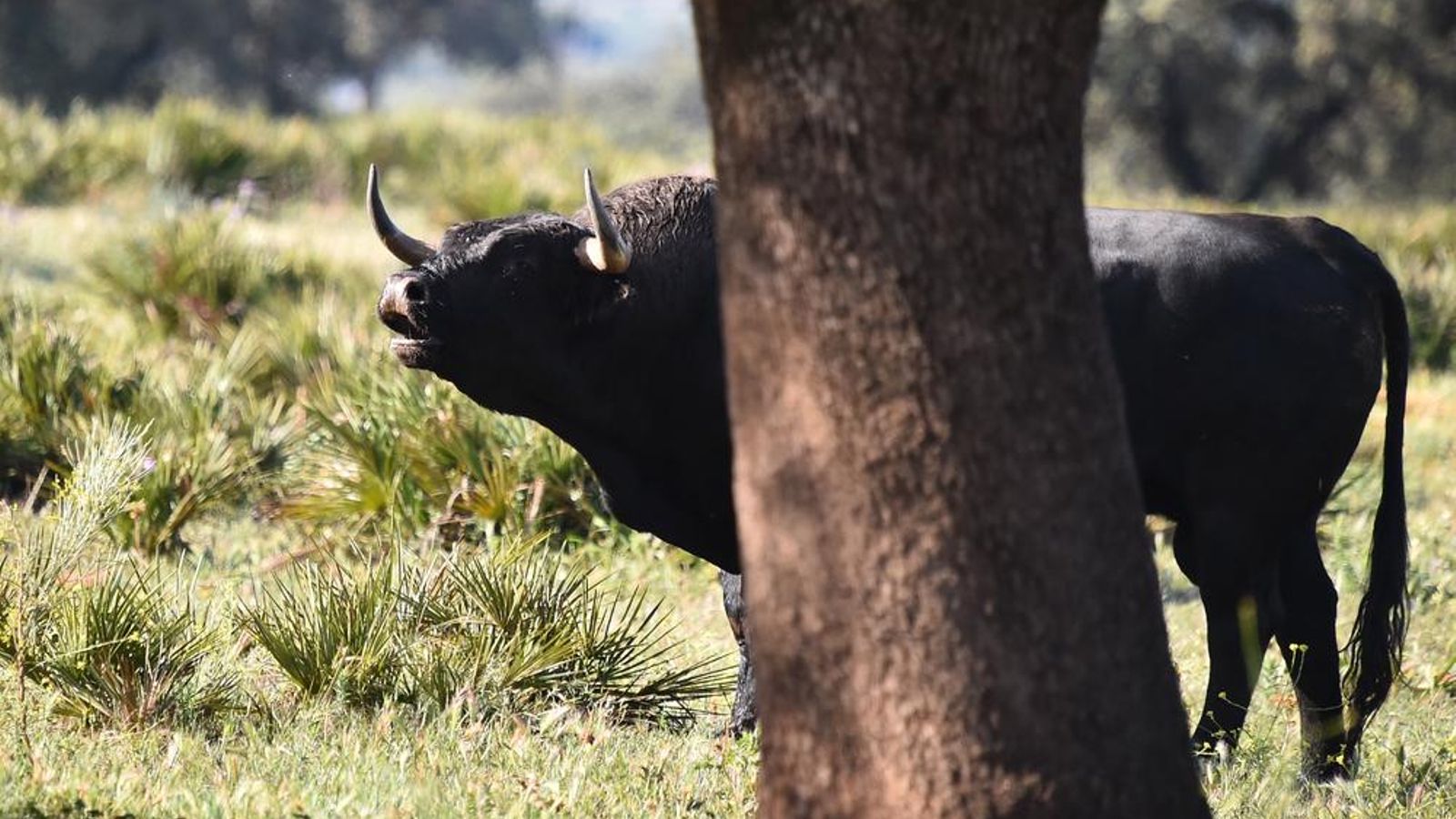 Ver al toro bravo en su hábitat natural desde un 4x4 es una de esas experiencias que tienes que tener en la vida. Ver al toro bravo en su hábitat natural desde un 4x4 es una de esas experiencias que tienes que tener en la vida.