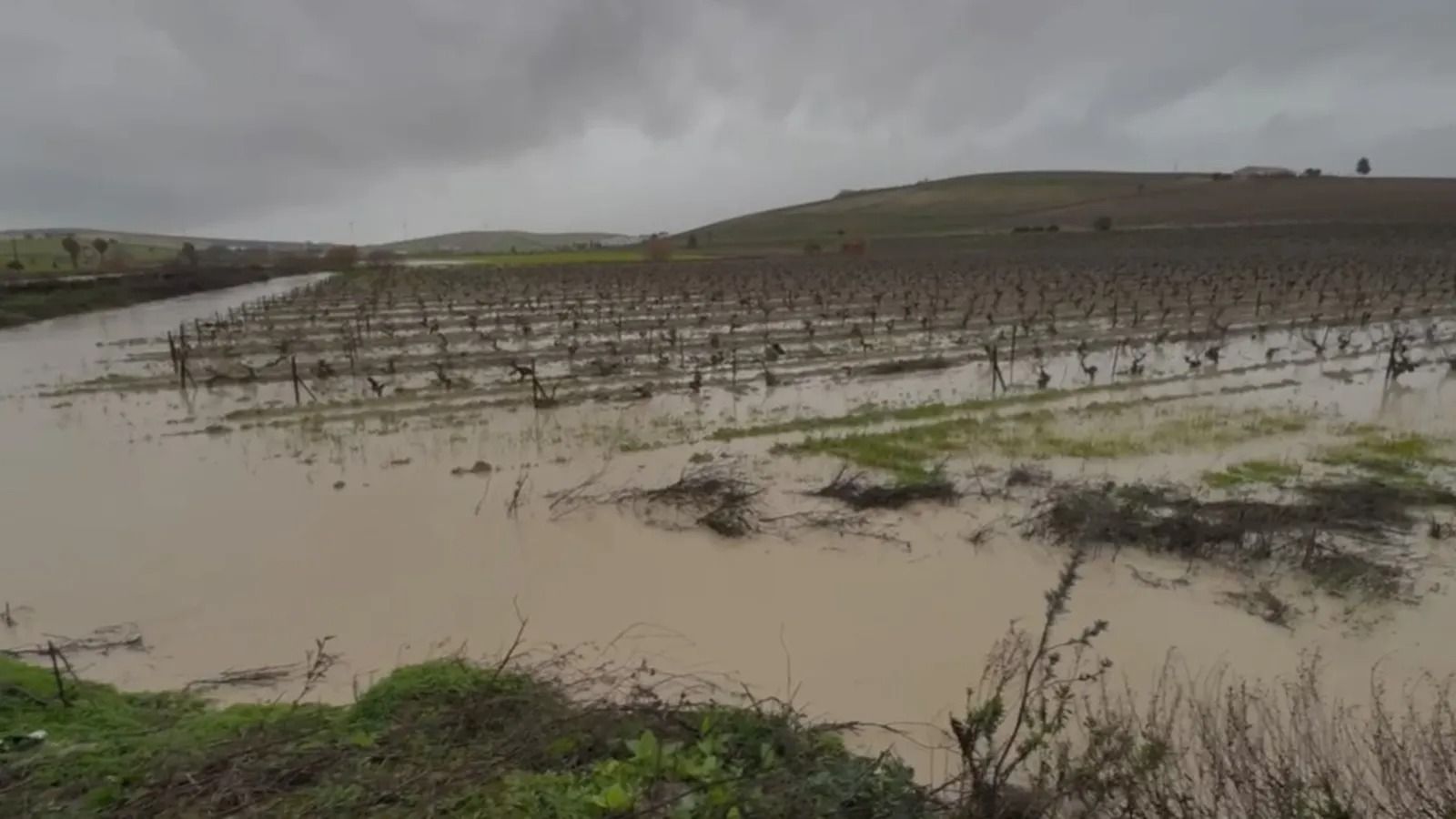 Viñedo del Marco de Jerez inundado por el crecida del río Guadalete.