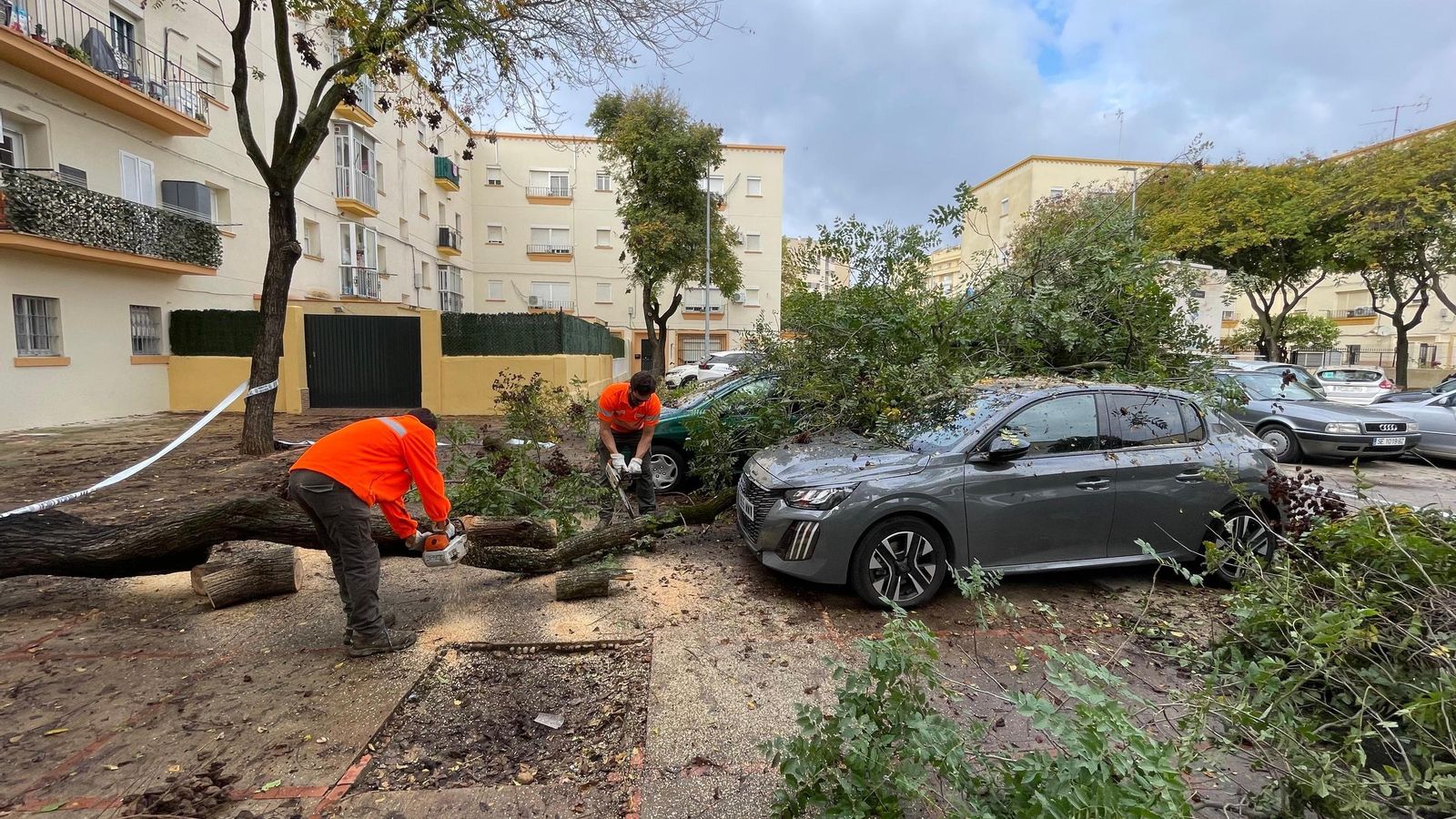 Un árbol de grandes dimensiones cae sobre dos vehículos en La Constancia Un árbol de grandes dimensiones cae sobre dos vehículos en La Constancia