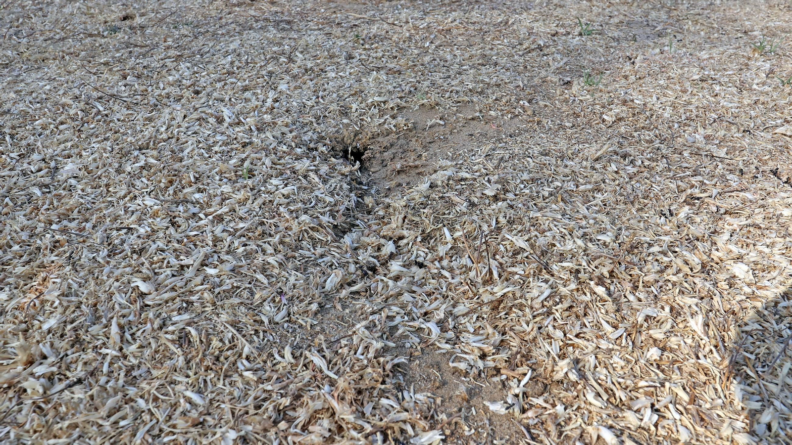 Este es el estado en que se encuentra la Pradera de Chapín en Jerez