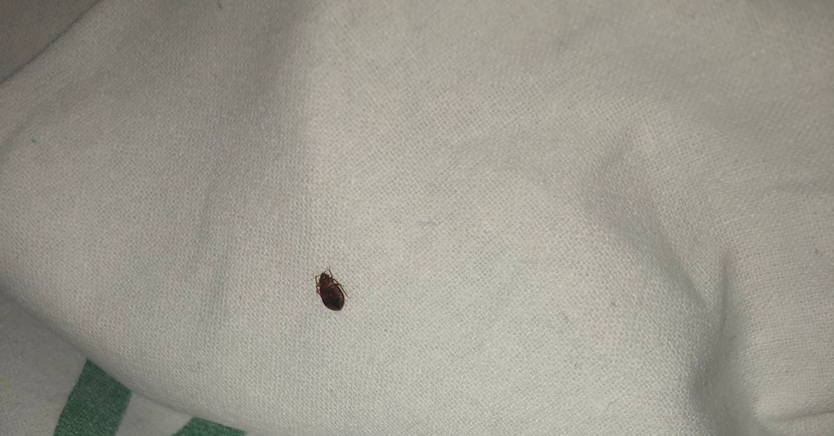 Una zona del Hospital Civil continúa con una plaga de chinches tras una ...
