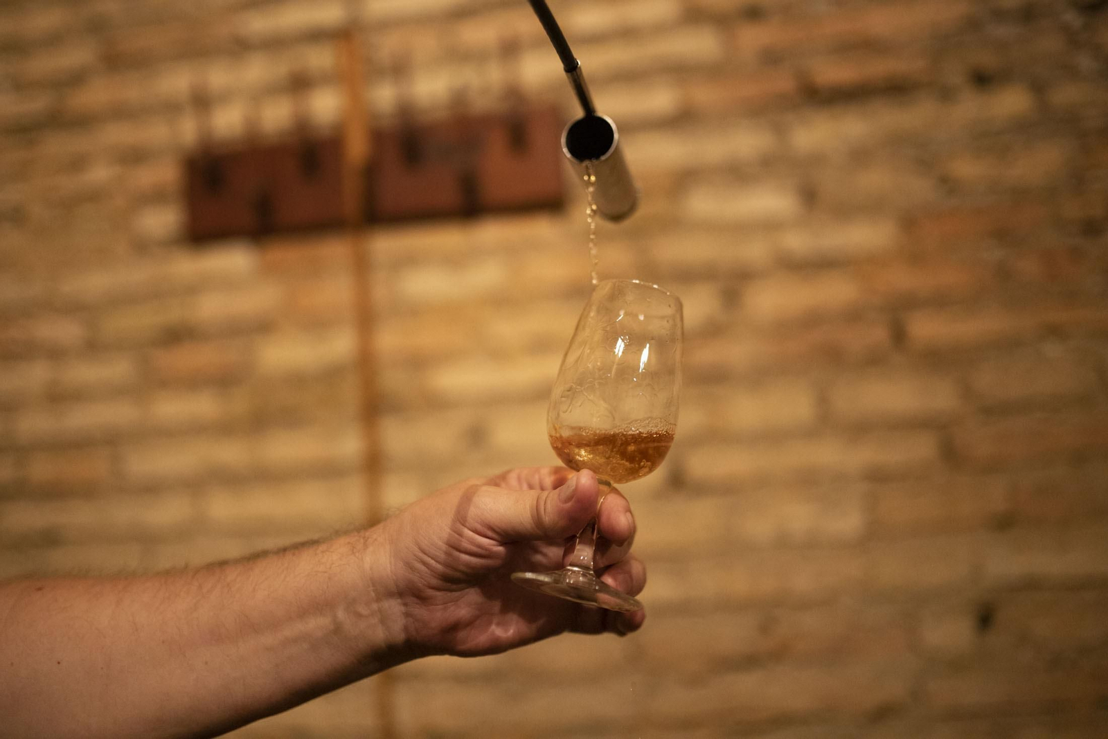 Imágenes de la vendimia en el Condado de Huelva