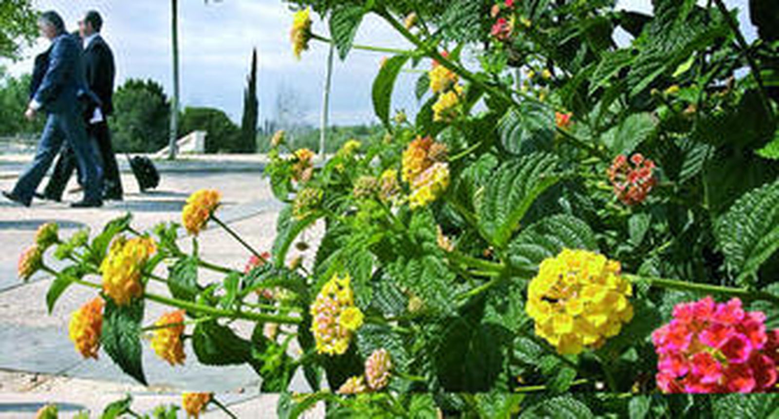 La próxima primavera será intensa para los alérgicos al polen