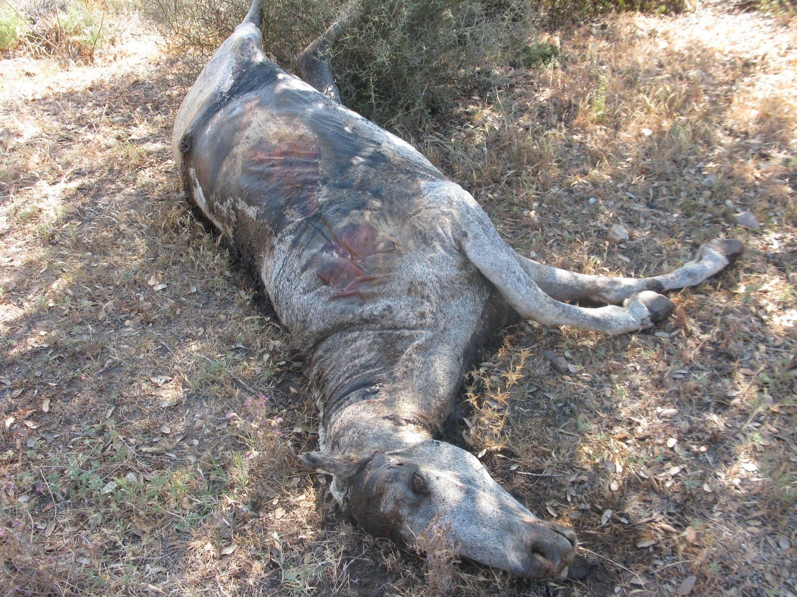 Uno de los caballos muertos hallado en la finca.