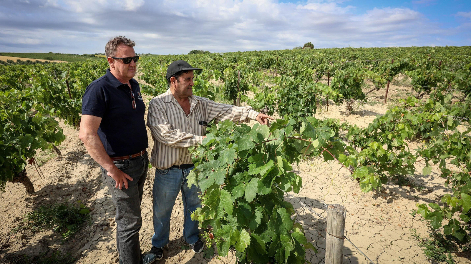 El pedrisco daña los viñedos de Trebujena