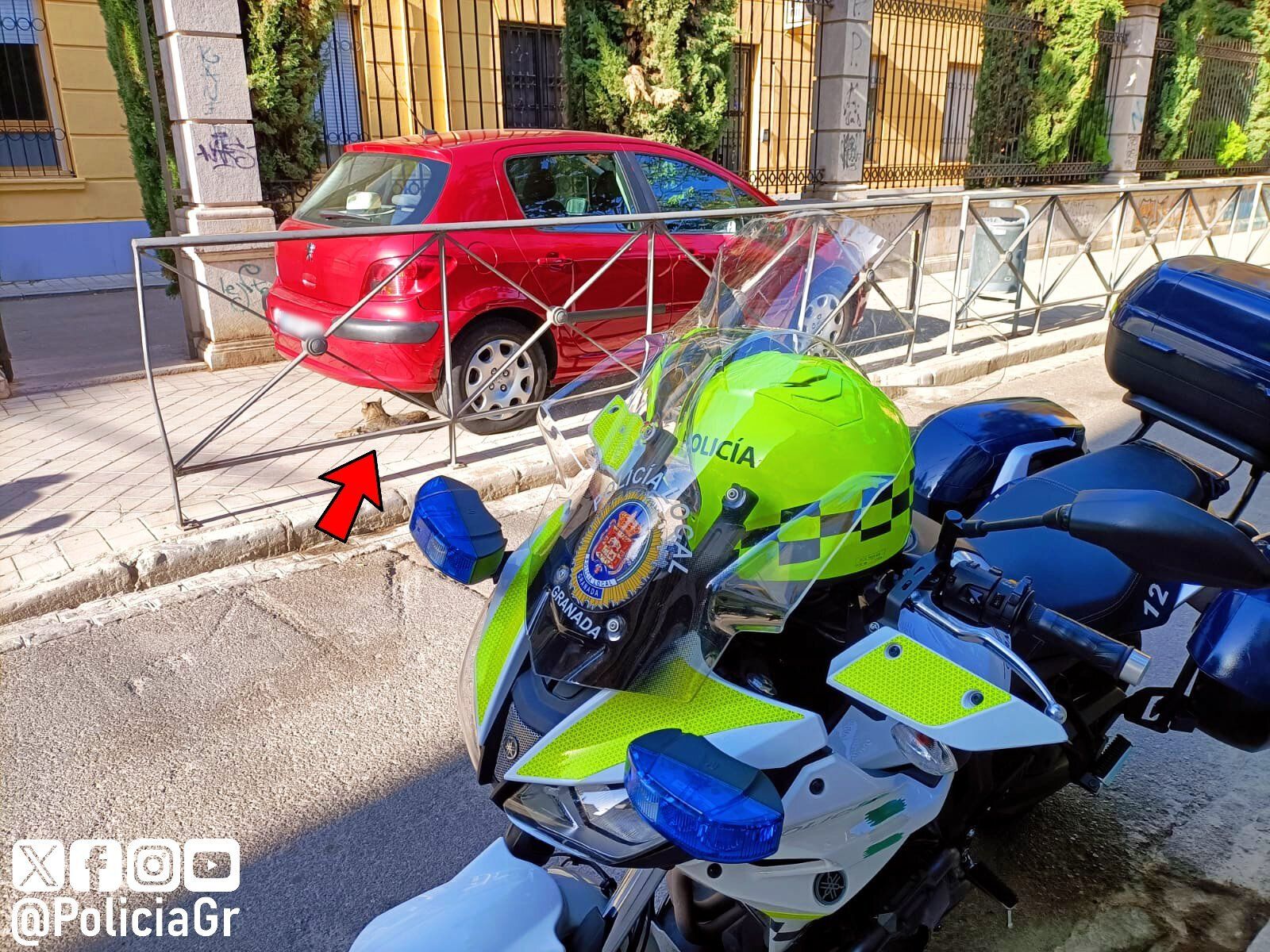 Imagen del minino debajo del coche mal aparcado.