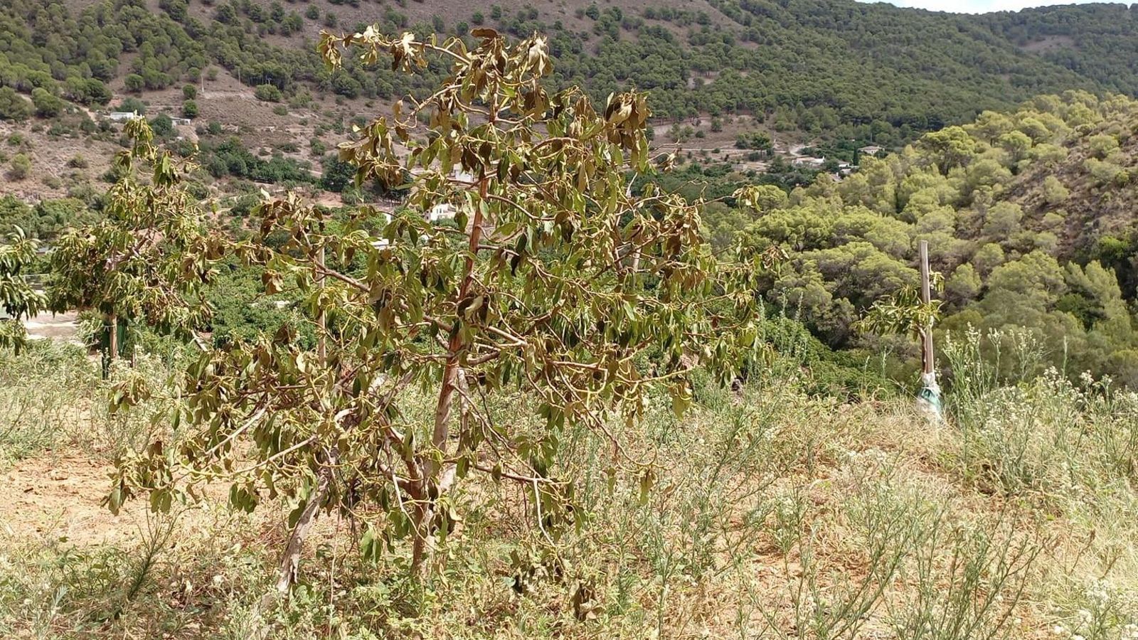 Cultivos del Valle del Guadalhorce afectados por la sequía.