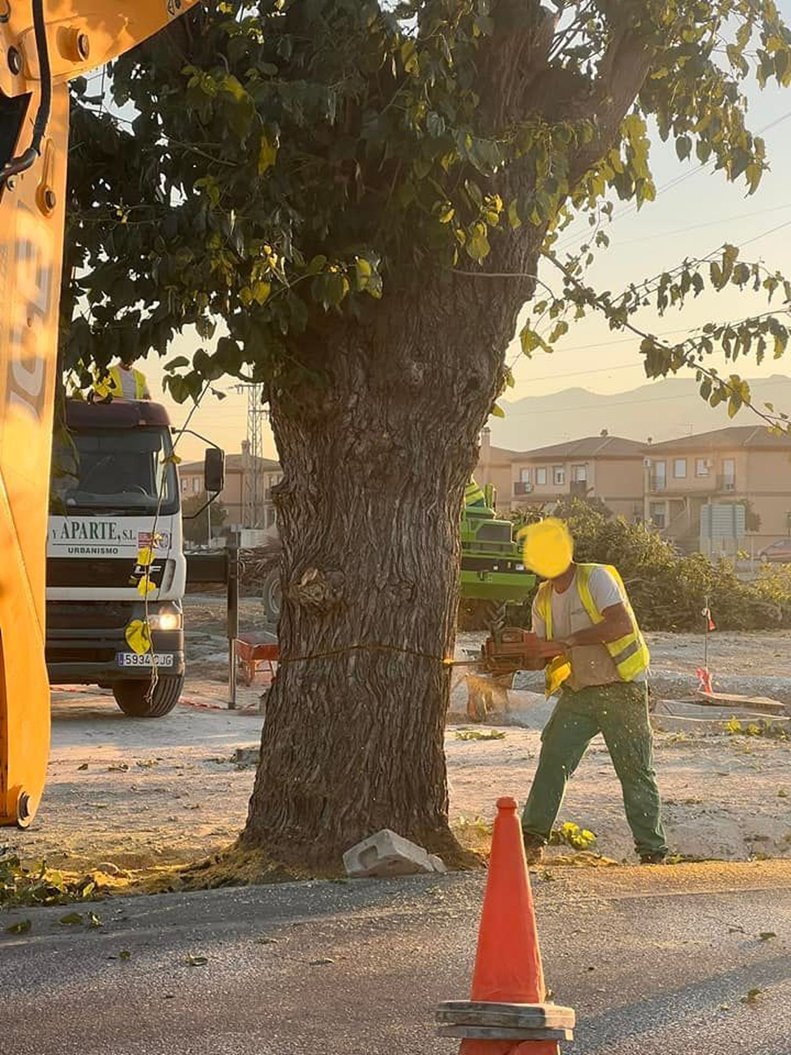 Momento de la tala del árbol en cuestión