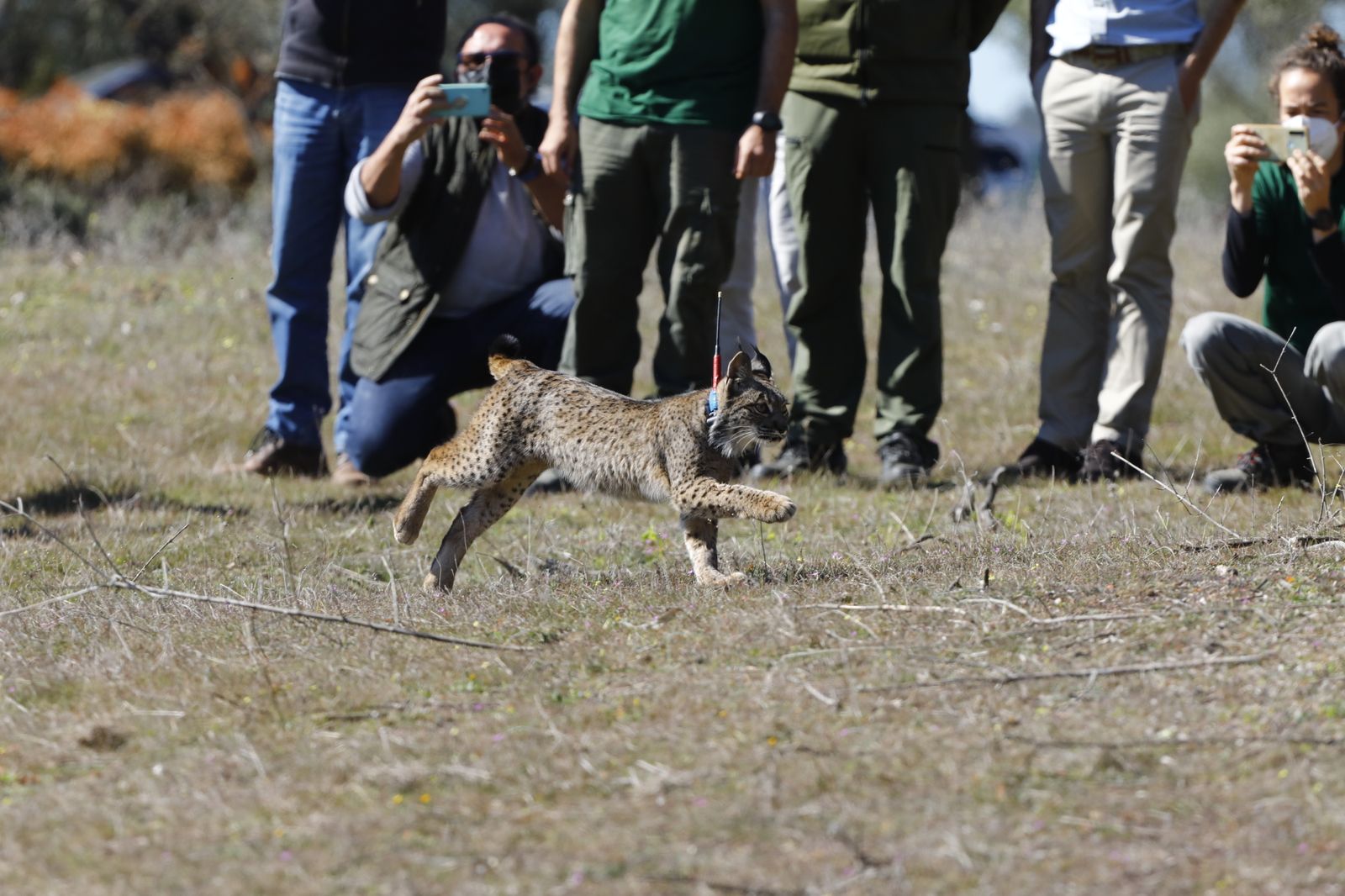 La suelta de la lincesa Salema en el Guadalmellato de Córdoba, en fotografías.