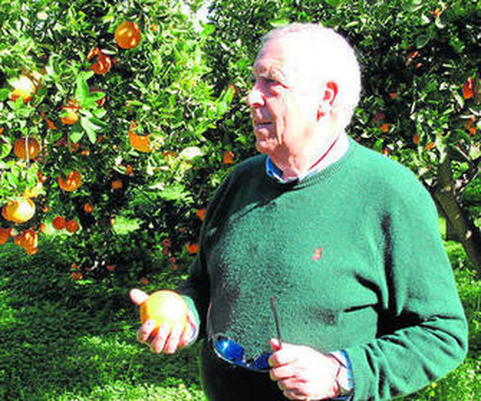 Francisco Martínez Navarro en su huerto de naranjos que cultiva con sus propias manos.