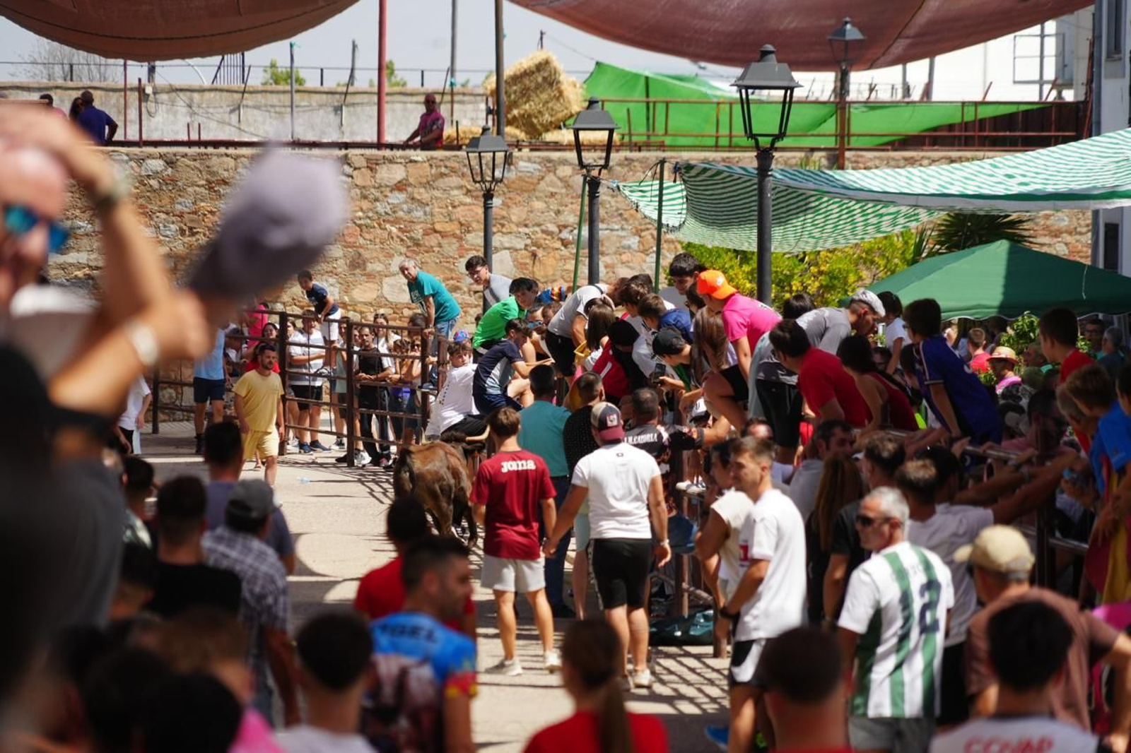 Las mejores imágenes del Día del Caballo y las Sevillanas de Dos Torres