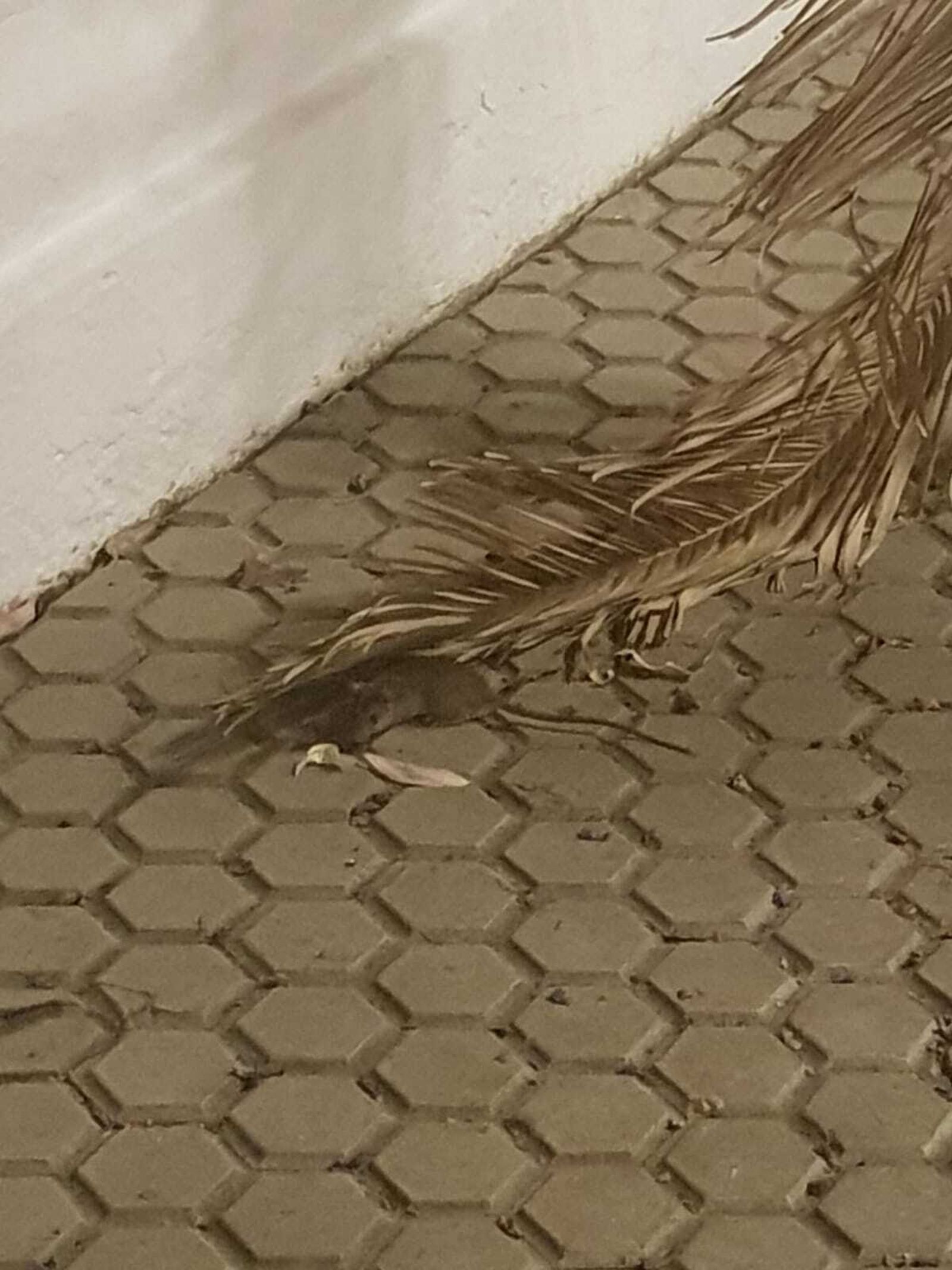 Rata en la Avenida de Felipe II