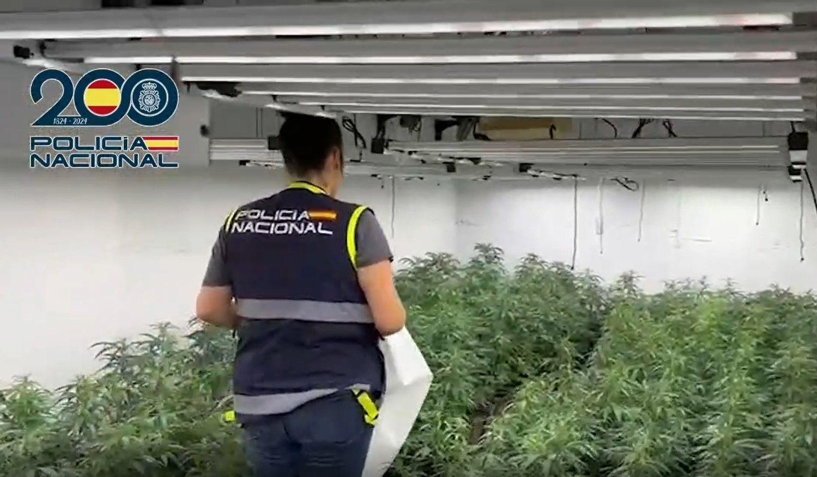 Plantas de marihuana intervenidas durante la operación.