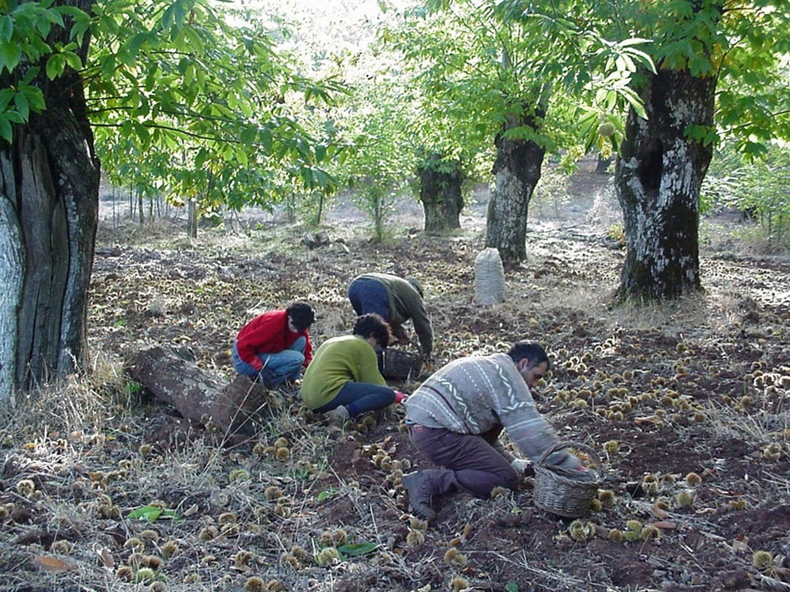 Recogiendo castañas.