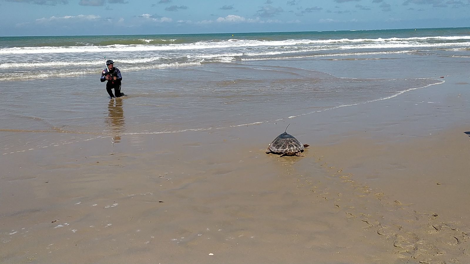 Suelta de tortugas marinas en la playa de Camposoto