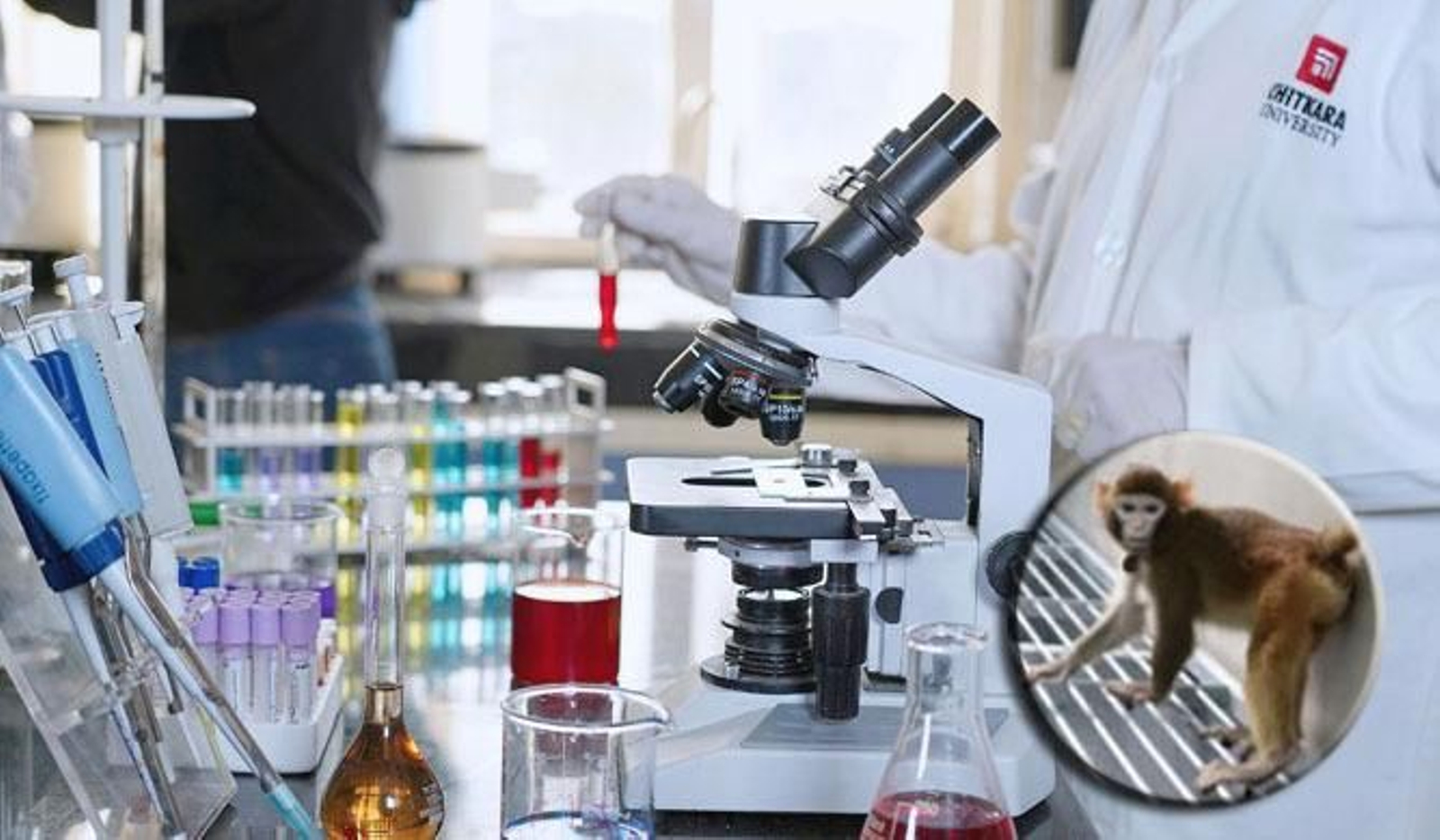 ¿Más cerca la clonación humana?: científicos chinos clonan con éxito un mono rhesus