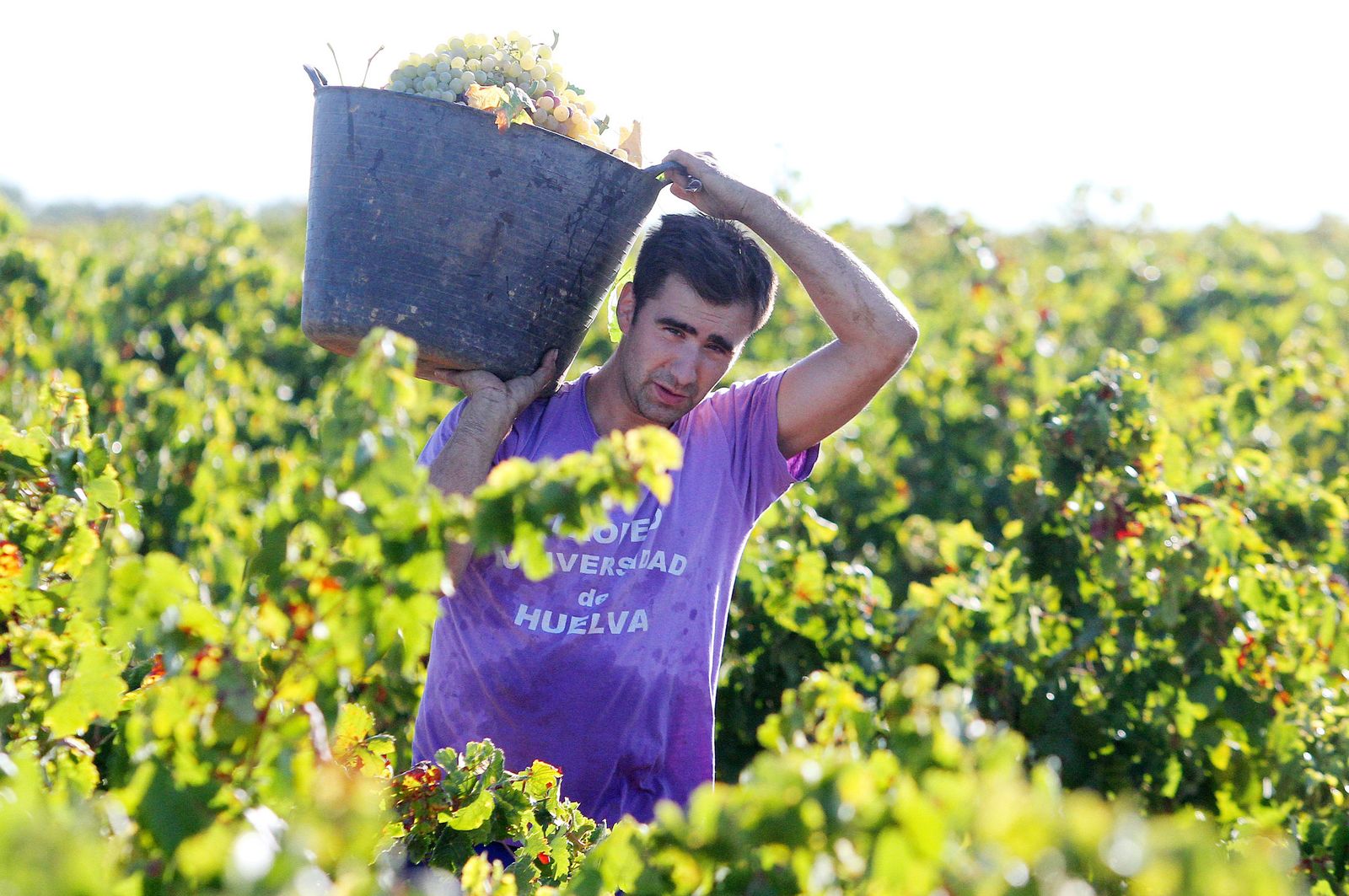 Imágenes de la vendimia en el Condado de Huelva.