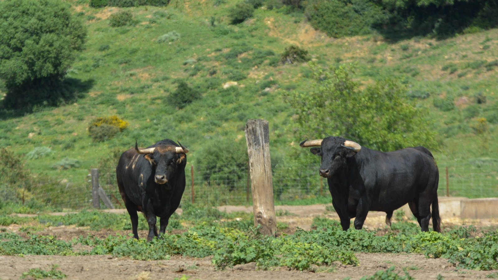Finca La Palmosilla y la entrevista a Javier Nuñez