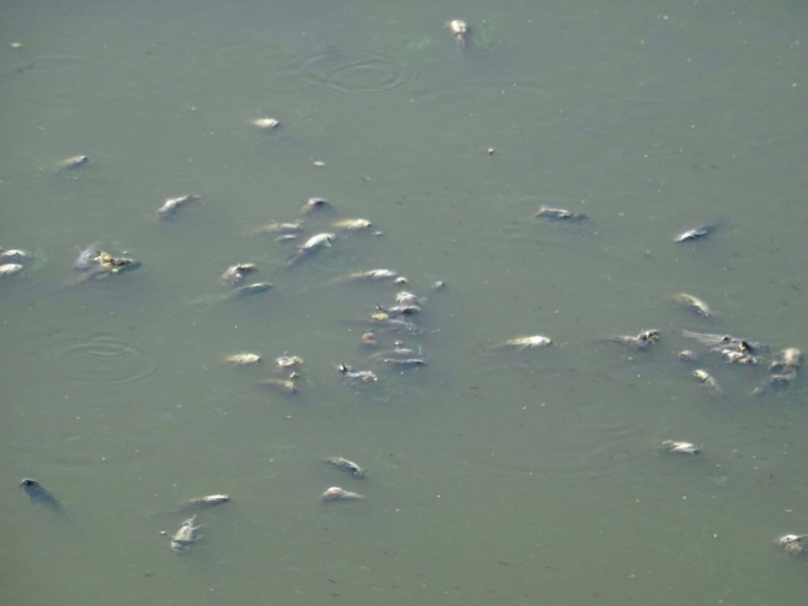La Laguna de la Mejorada se seca
