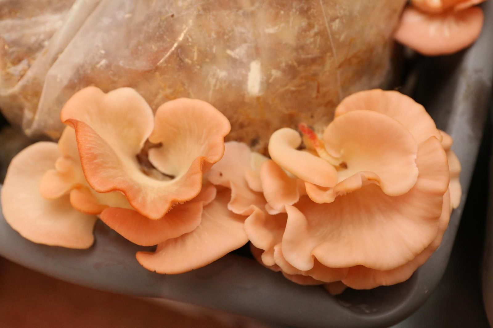 Fotogalería del Reino de las Setas