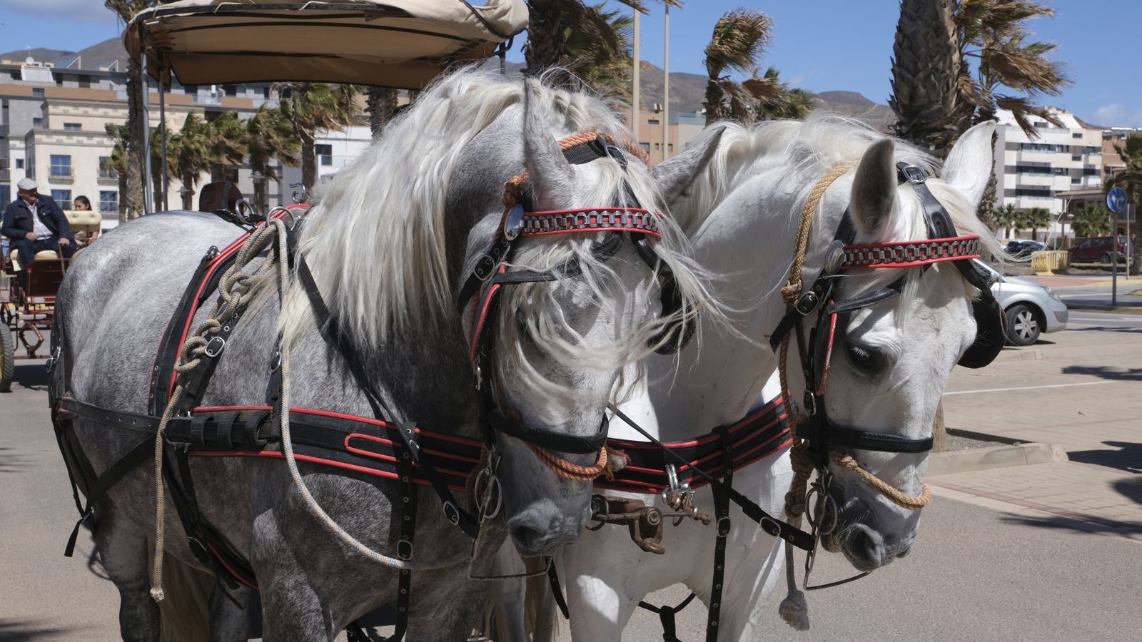Fotogalería de las Fiestas de San Marcos en Adra.